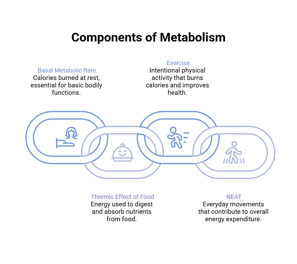Infographic titled ‘Components of Metabolism’ showing four contributors: basal metabolic rate (calories burned at rest), thermic effect of food (energy to digest), exercise (intentional activity), and NEAT (everyday movement), illustrated as linked chain icons.