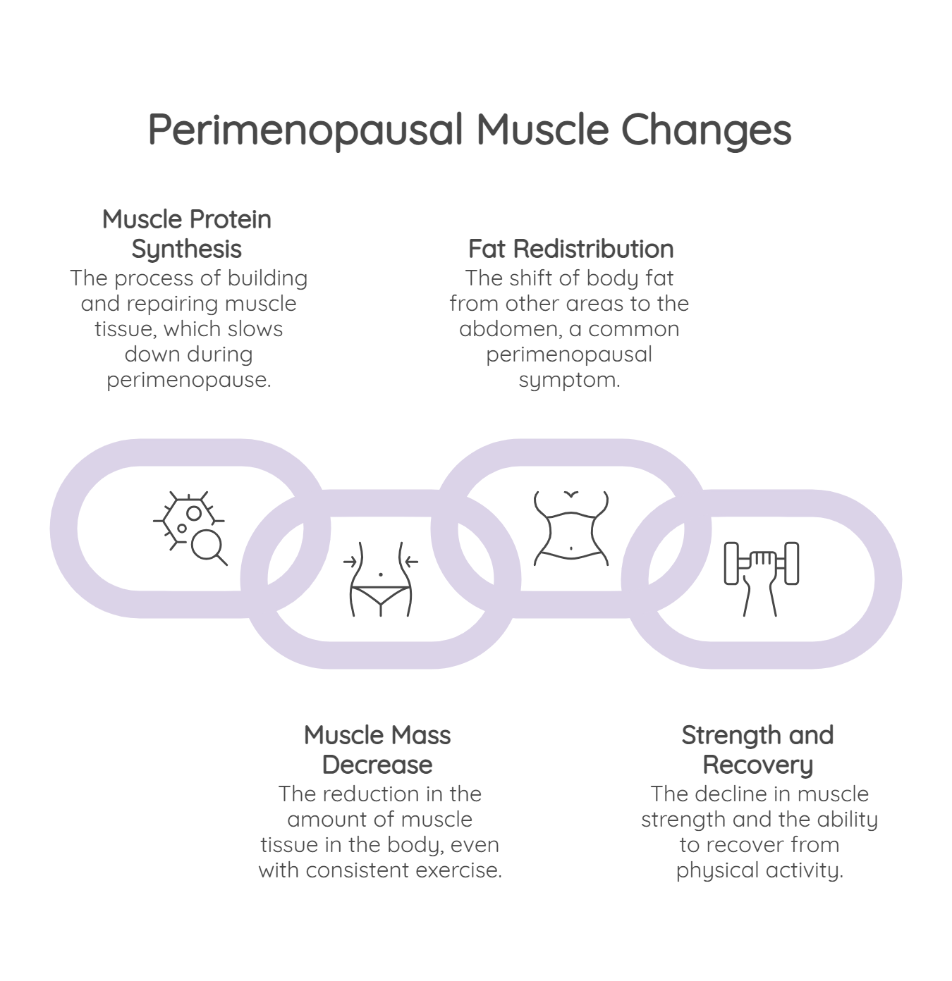 Infographic titled “Perimenopausal Muscle Changes” outlining reduced muscle protein synthesis, fat redistribution, muscle mass decline, and slower strength recovery.