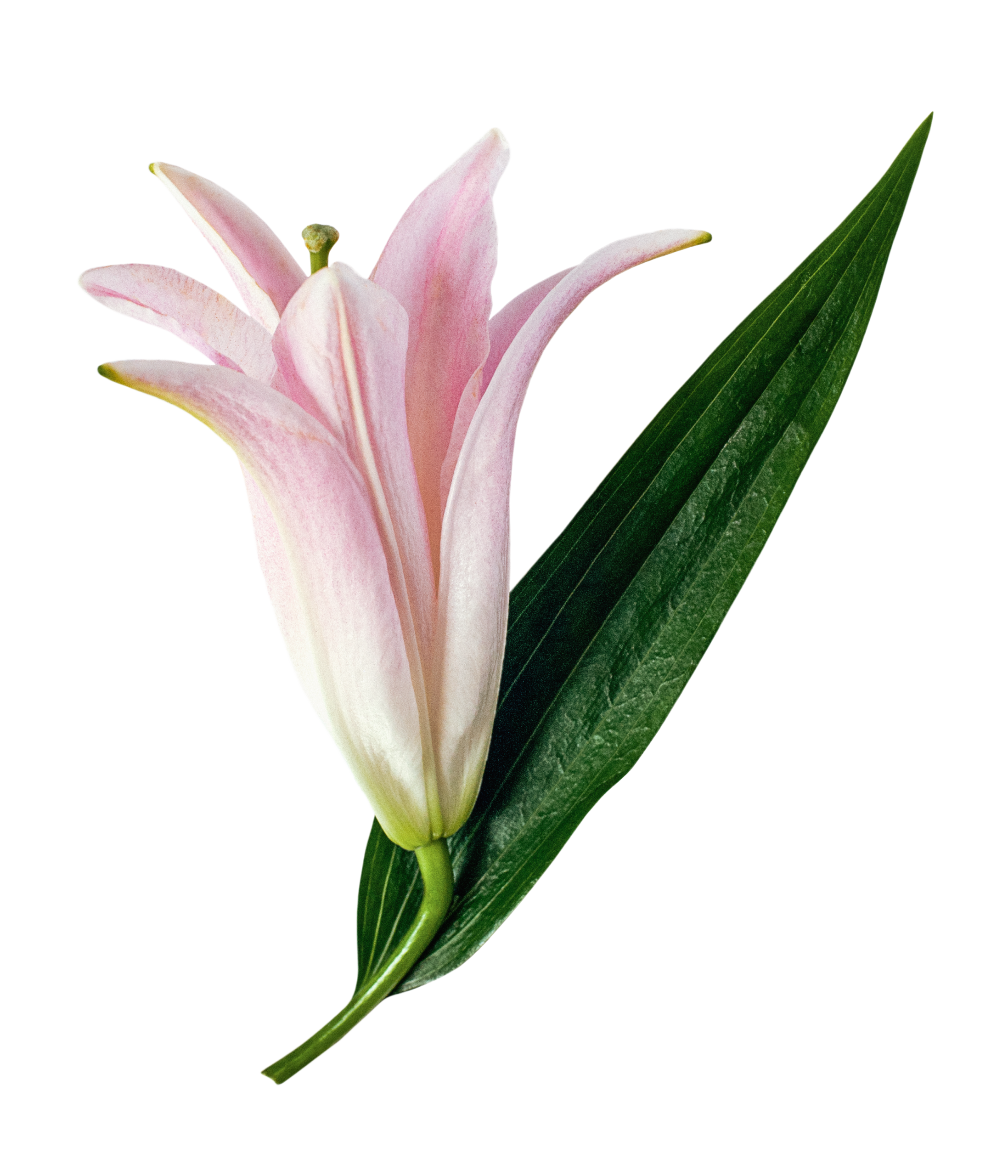 Lily with green leaf