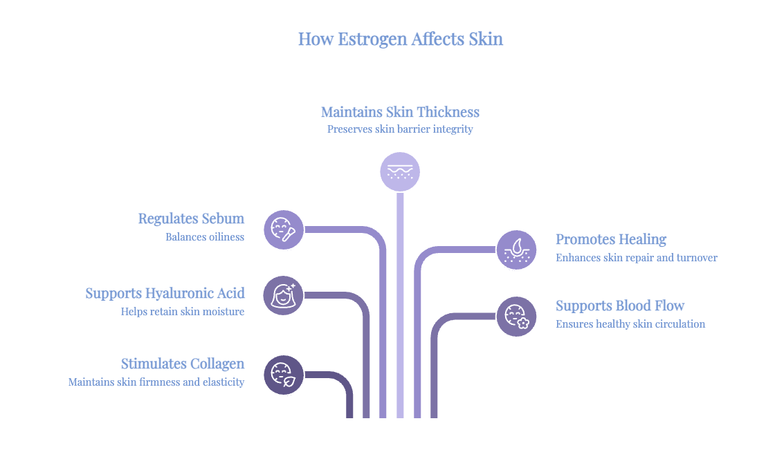 How estrogen supports skin thickness, moisture, collagen, healing, blood flow, and sebum balance.