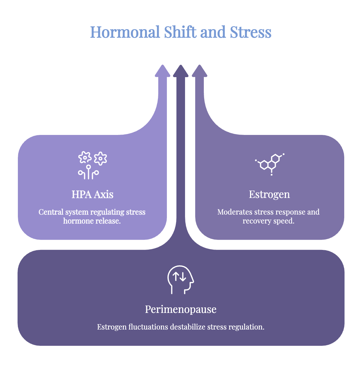 Infographic showing how the HPA axis regulates stress hormones, estrogen supports stress response and recovery, and fluctuating estrogen during perimenopause can disrupt stress regulation.