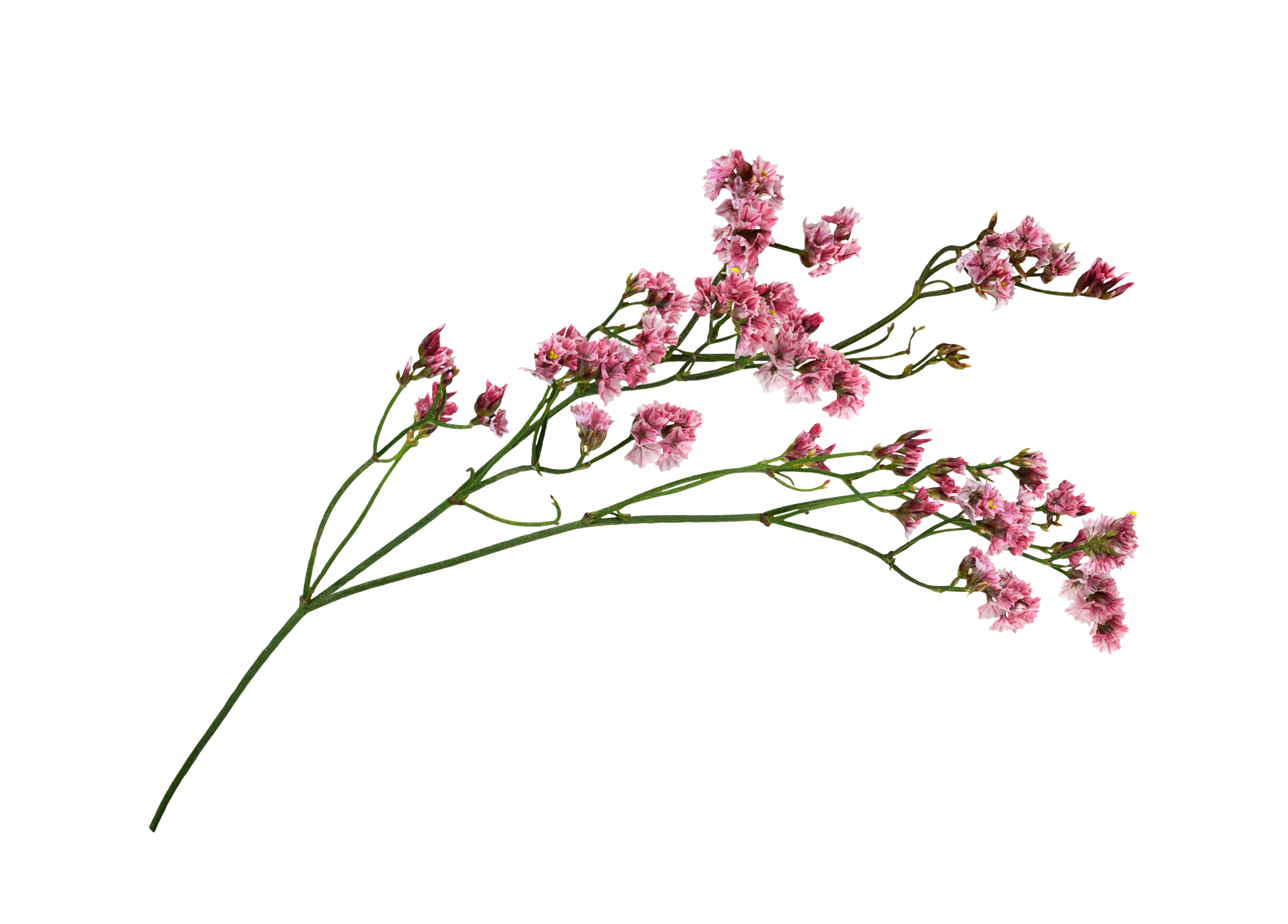 Branching stems of small pink statice flowers on a transparent background.
