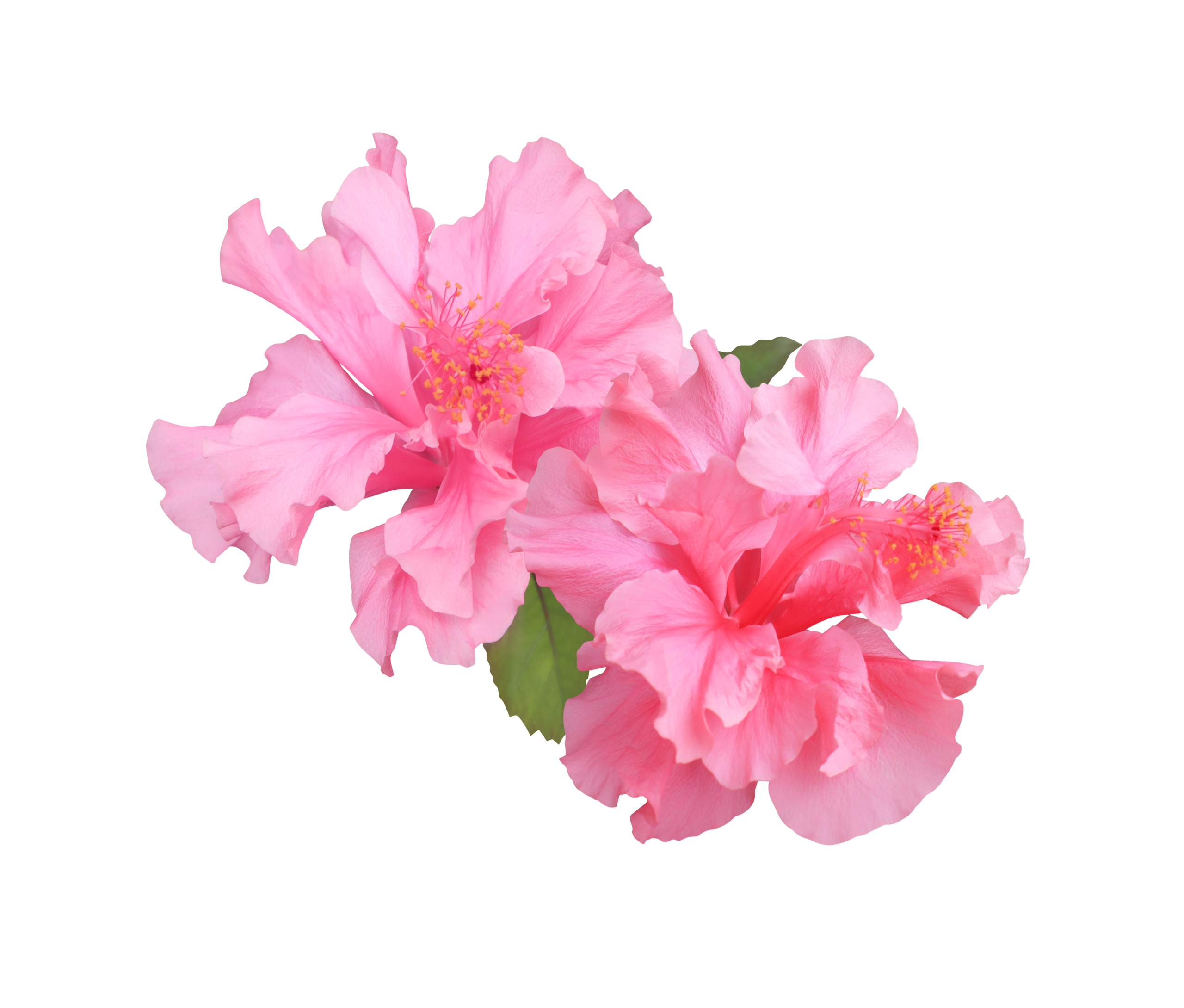 Cluster of bright pink hibiscus flowers with yellow-tipped stamens.