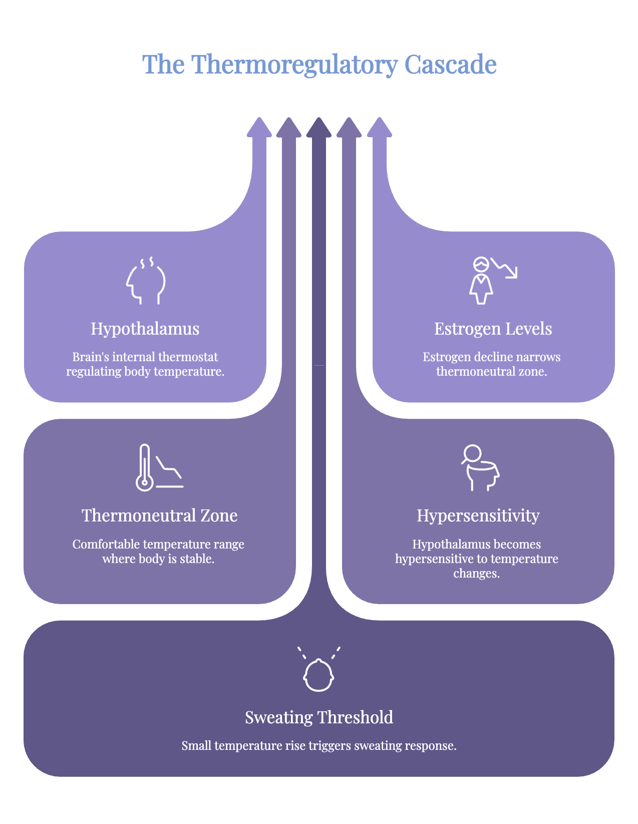 Infographic showing how declining estrogen narrows the thermoneutral zone, making the hypothalamus sensitive and triggering sweating.